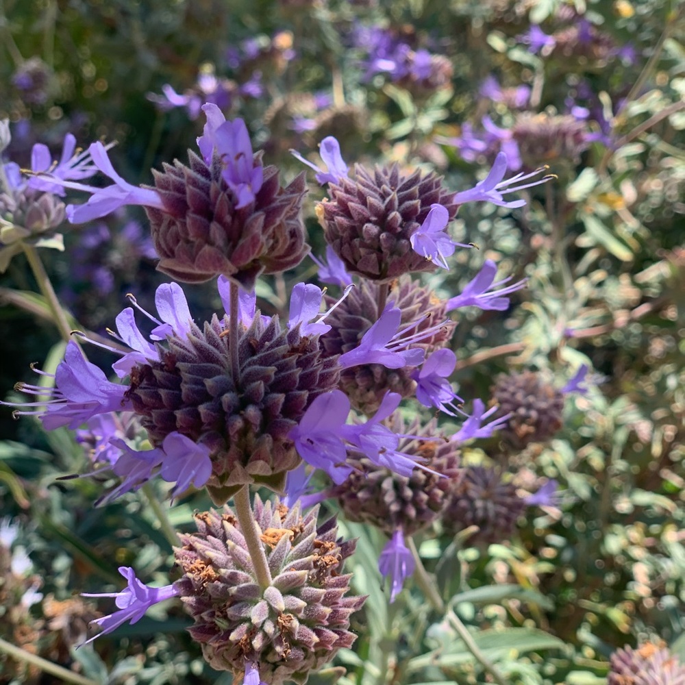 Meet your Posher, Shannon